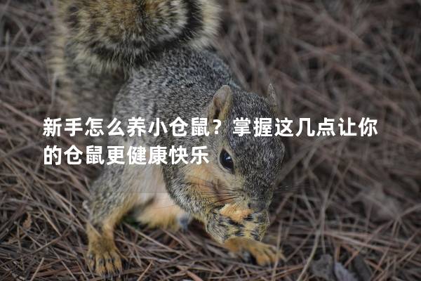 新手怎么养小仓鼠？掌握这几点让你的仓鼠更健康快乐
