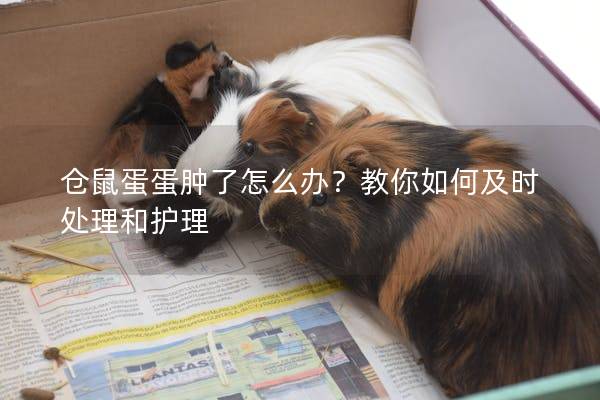 仓鼠蛋蛋肿了怎么办？教你如何及时处理和护理