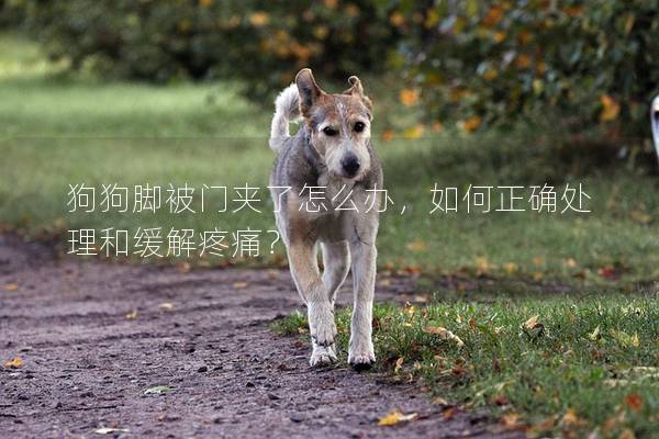 狗狗脚被门夹了怎么办，如何正确处理和缓解疼痛？