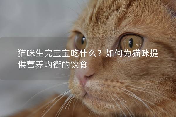 猫咪生完宝宝吃什么？如何为猫咪提供营养均衡的饮食
