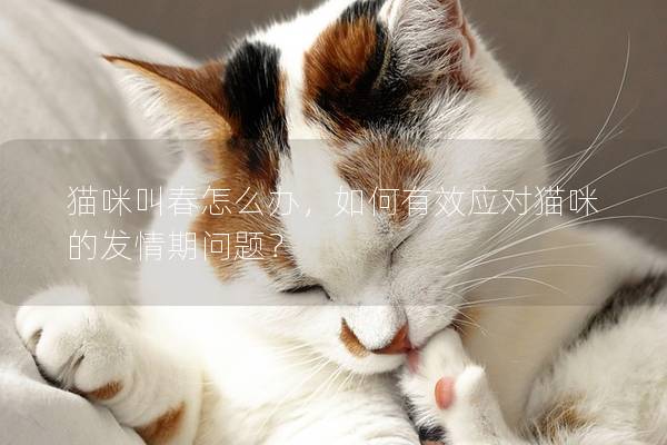 猫咪叫春怎么办，如何有效应对猫咪的发情期问题？