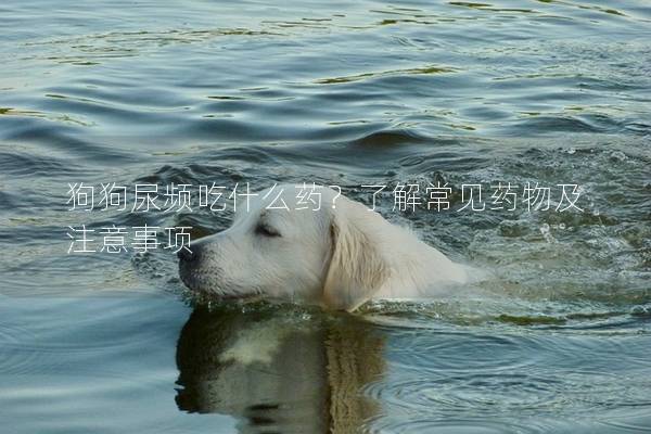 狗狗尿频吃什么药?了解常见药物及注意事项 狗狗尿频吃什么药?了解常见药物及注意事项