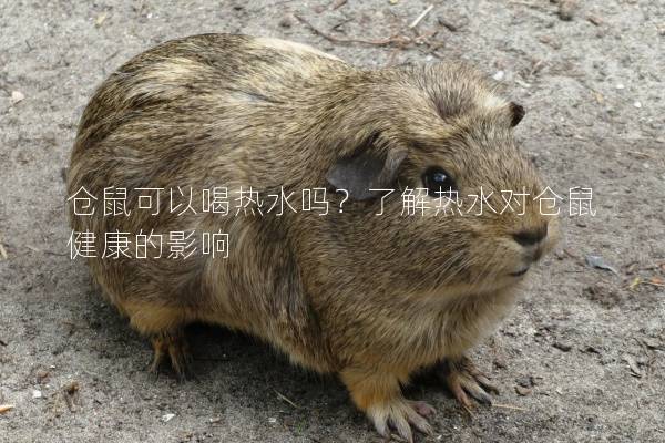 仓鼠可以喝热水吗？了解热水对仓鼠健康的影响