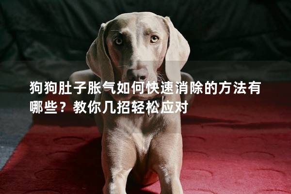 狗狗肚子胀气如何快速消除的方法有哪些？教你几招轻松应对