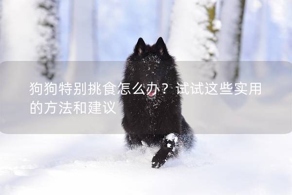 狗狗特别挑食怎么办？试试这些实用的方法和建议