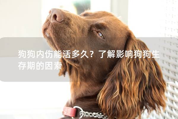狗狗内伤能活多久？了解影响狗狗生存期的因素
