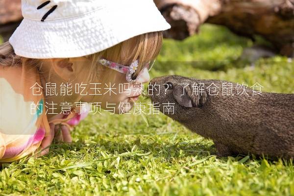 仓鼠能吃玉米吗熟的？了解仓鼠饮食的注意事项与健康指南