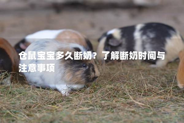 仓鼠宝宝多久断奶？了解断奶时间与注意事项