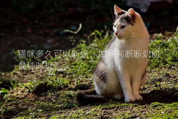 猫咪多久可以断奶，如何判断断奶的最佳时机？