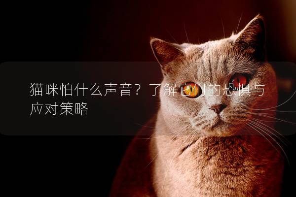 猫咪怕什么声音？了解它们的恐惧与应对策略
