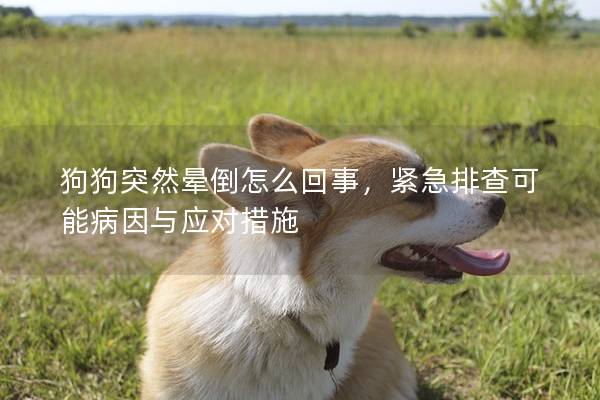 狗狗突然晕倒怎么回事，紧急排查可能病因与应对措施