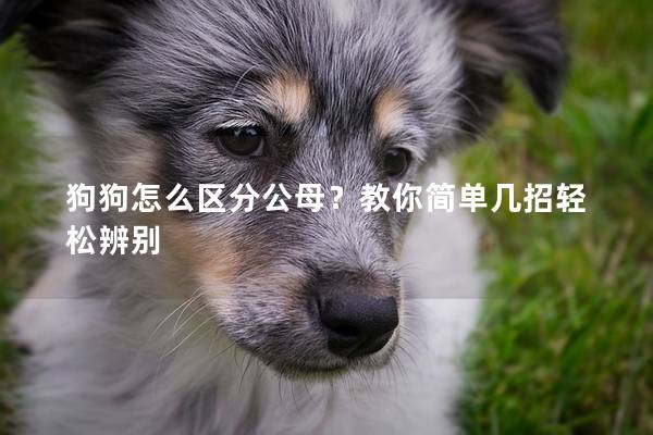 狗狗怎么区分公母？教你简单几招轻松辨别