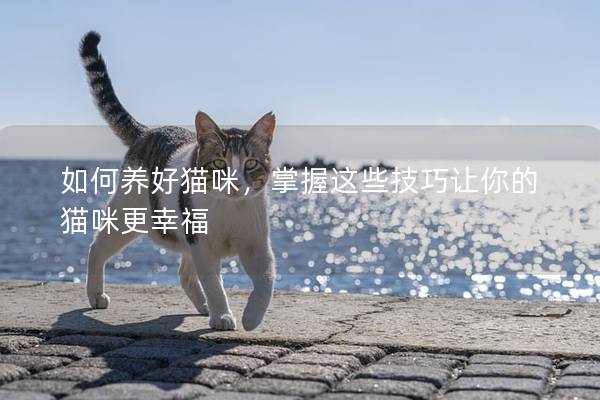 如何养好猫咪，掌握这些技巧让你的猫咪更幸福