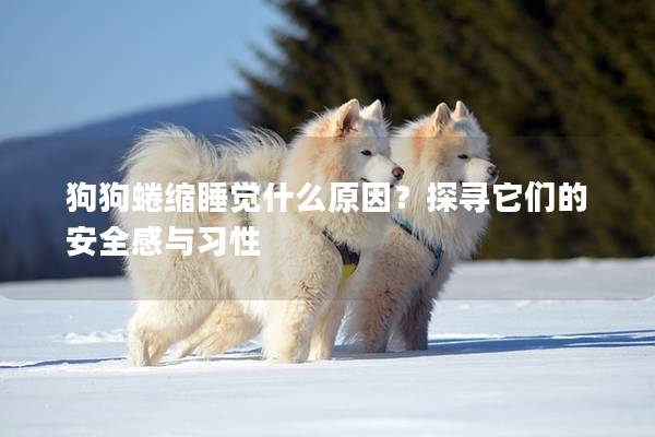 狗狗蜷缩睡觉什么原因？探寻它们的安全感与习性