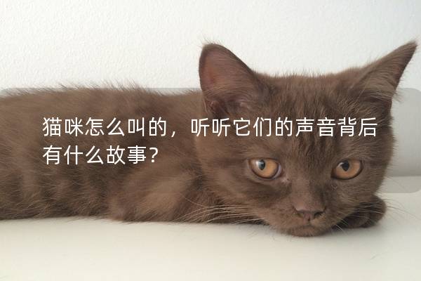 猫咪怎么叫的，听听它们的声音背后有什么故事？