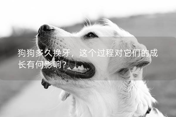 狗狗多久换牙，这个过程对它们的成长有何影响？