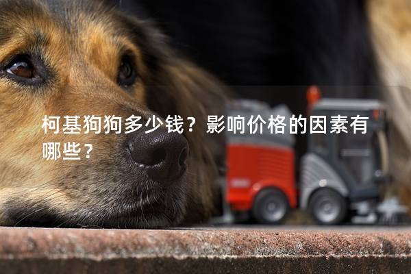 柯基狗狗多少钱?影响价格的因素有哪些? 柯基狗狗多少钱?影响价格的因素有哪些?