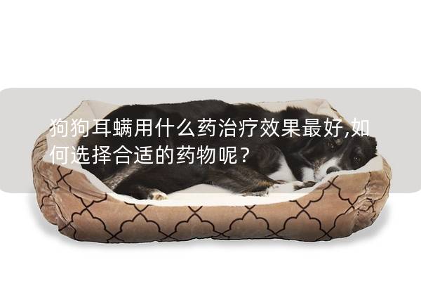 狗狗耳螨用什么药治疗效果最好,如何选择合适的药物呢？