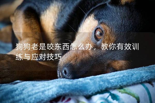 狗狗老是咬东西怎么办，教你有效训练与应对技巧