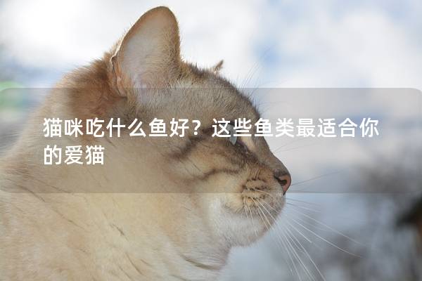 猫咪吃什么鱼好？这些鱼类最适合你的爱猫