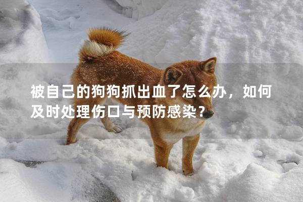 被自己的狗狗抓出血了怎么办，如何及时处理伤口与预防感染？