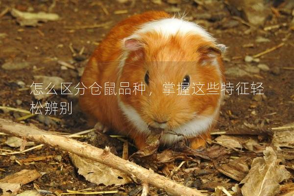 怎么区分仓鼠品种，掌握这些特征轻松辨别