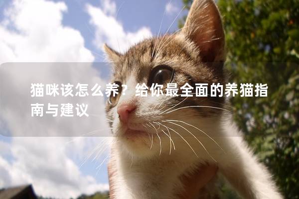 猫咪该怎么养？给你最全面的养猫指南与建议