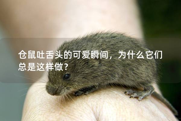 仓鼠吐舌头的可爱瞬间，为什么它们总是这样做？