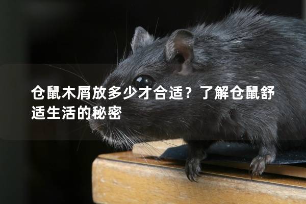 仓鼠木屑放多少才合适？了解仓鼠舒适生活的秘密