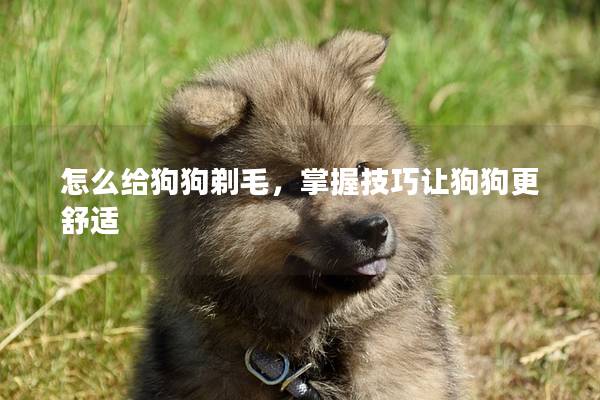 怎么给狗狗剃毛，掌握技巧让狗狗更舒适