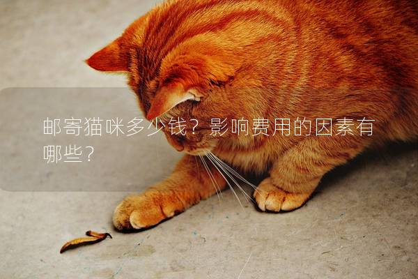 邮寄猫咪多少钱？影响费用的因素有哪些？