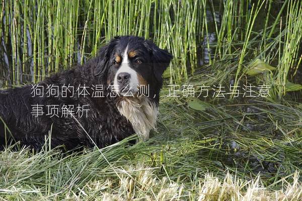 狗狗的体温怎么测，正确方法与注意事项解析
