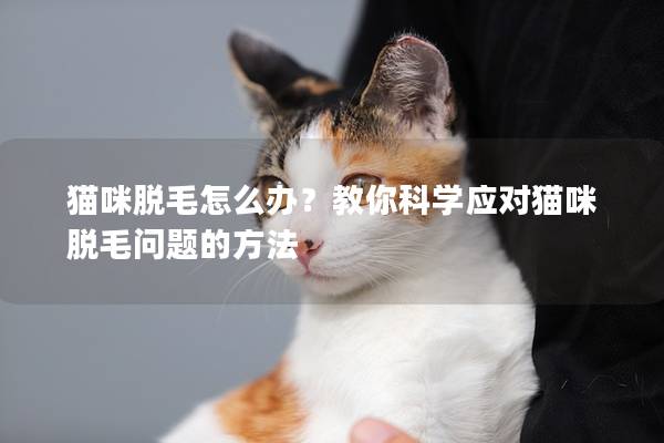 猫咪脱毛怎么办？教你科学应对猫咪脱毛问题的方法