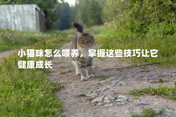 小猫咪怎么喂养，掌握这些技巧让它健康成长