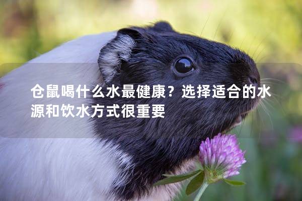 仓鼠喝什么水最健康？选择适合的水源和饮水方式很重要