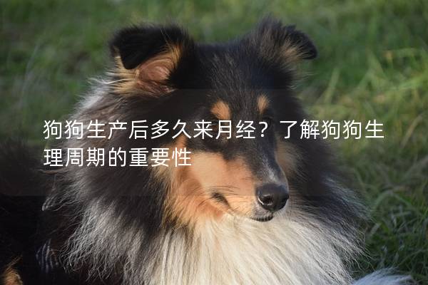 狗狗生产后多久来月经？了解狗狗生理周期的重要性