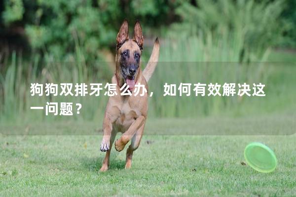 狗狗双排牙怎么办，如何有效解决这一问题？