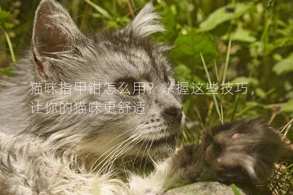 猫咪指甲钳怎么用？掌握这些技巧，让你的猫咪更舒适
