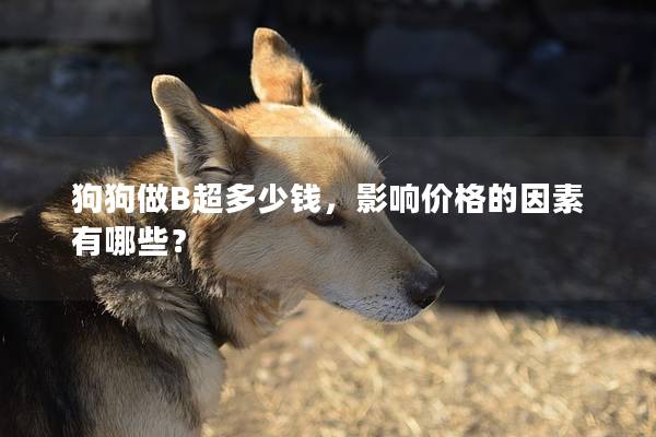 狗狗做B超多少钱，影响价格的因素有哪些？