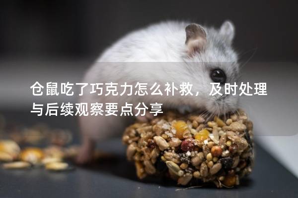 仓鼠吃了巧克力怎么补救，及时处理与后续观察要点分享