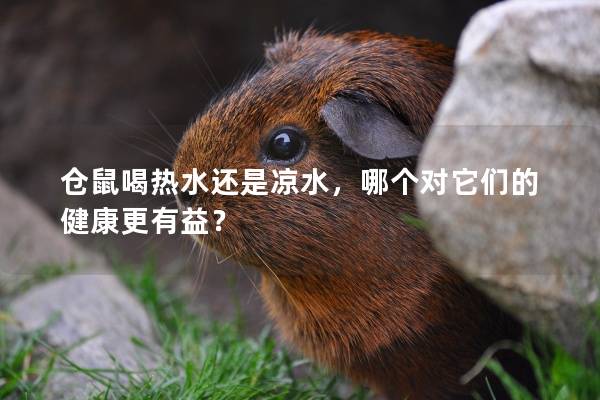 仓鼠喝热水还是凉水，哪个对它们的健康更有益？