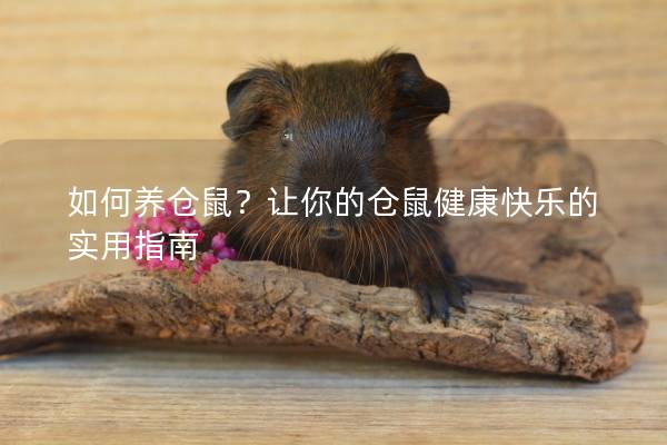 如何养仓鼠？让你的仓鼠健康快乐的实用指南