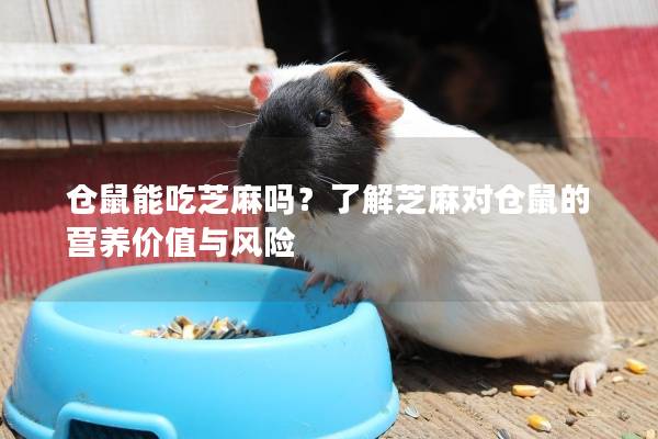 仓鼠能吃芝麻吗？了解芝麻对仓鼠的营养价值与风险