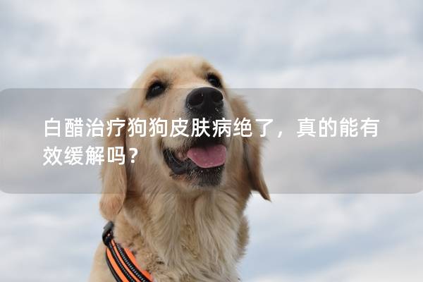 白醋治疗狗狗皮肤病绝了，真的能有效缓解吗？