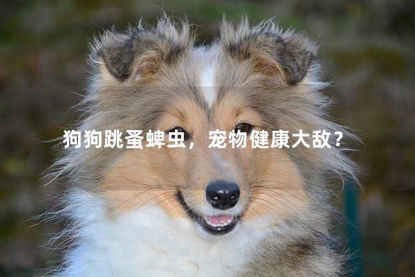 狗狗跳蚤蜱虫,宠物健康大敌? 狗狗跳蚤蜱虫,宠物健康大敌?