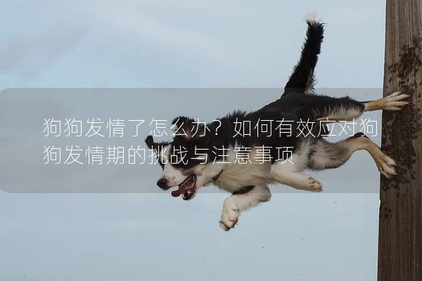 狗狗发情了怎么办？如何有效应对狗狗发情期的挑战与注意事项