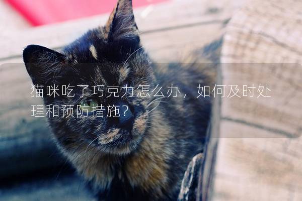 猫咪吃了巧克力怎么办，如何及时处理和预防措施？