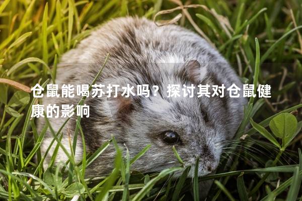 仓鼠能喝苏打水吗？探讨其对仓鼠健康的影响