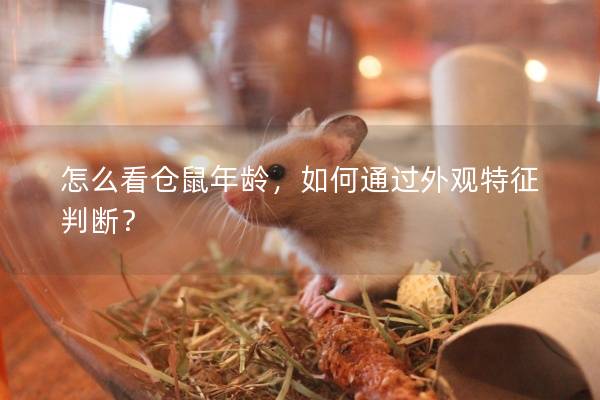怎么看仓鼠年龄，如何通过外观特征判断？