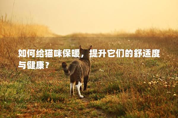 如何给猫咪保暖，提升它们的舒适度与健康？